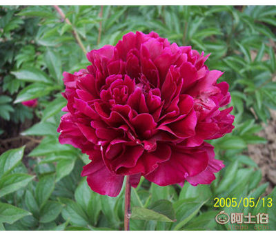 芍藥苗供應商與批發價格詳解——菏澤市牡丹區齊天牡丹種植專業合作社